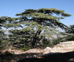 C&egrave;dre du Liban